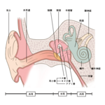 耳の構造.png